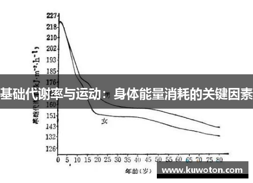 基础代谢率与运动：身体能量消耗的关键因素