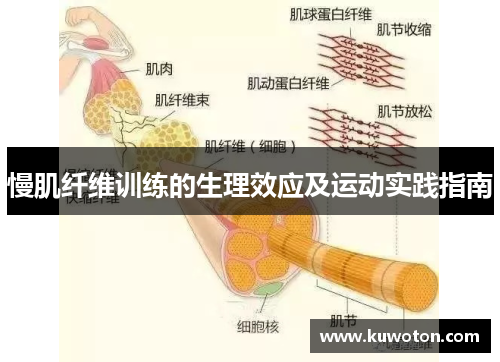 慢肌纤维训练的生理效应及运动实践指南